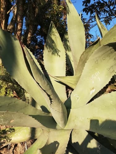 Agave salmiana