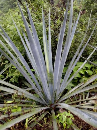 Agave tequilana