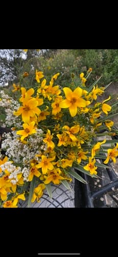 Bidens aurea