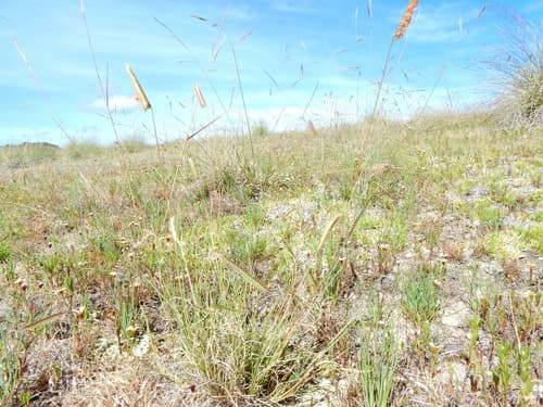 Bouteloua scorpioides