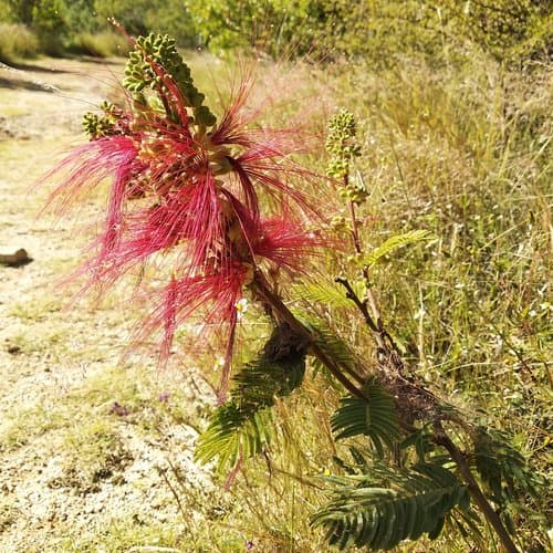 Calliandra grandiflora