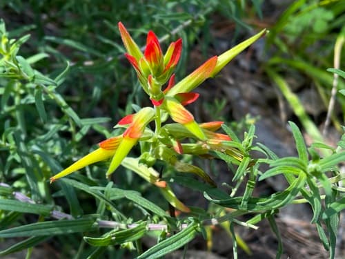 Castilleja tenuiflora