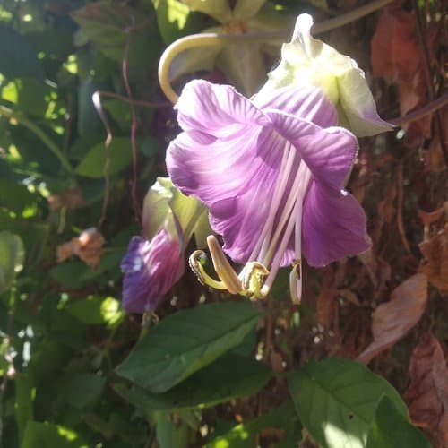 Cobaea scandens