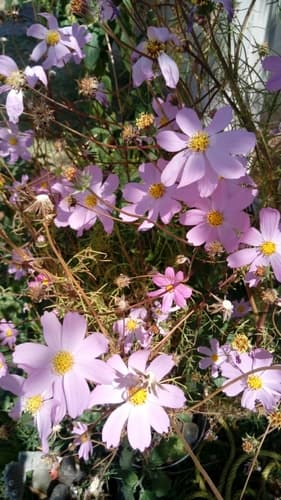 Cosmos bipinnatus