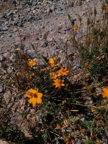 Cosmos sulphureus