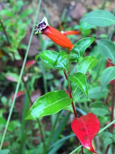 Cuphea ignea