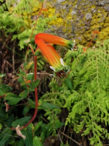 Cuphea jorullensis