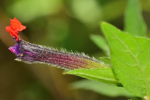 Cuphea llavea