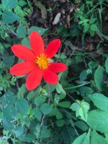 Dahlia coccinea