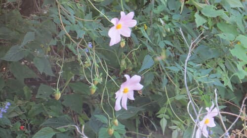 Dahlia imperialis