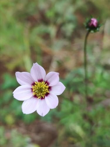 Dahlia merckii