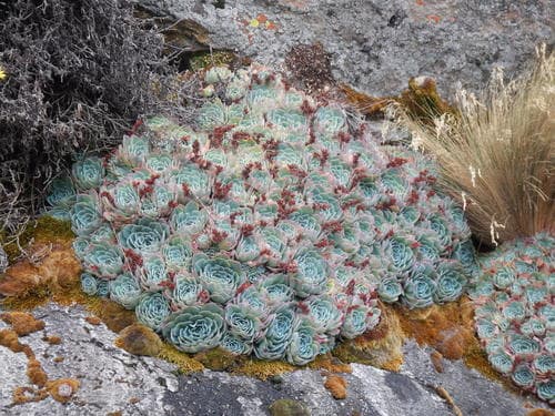 Echeveria secunda
