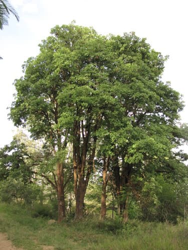 Erythrina americana