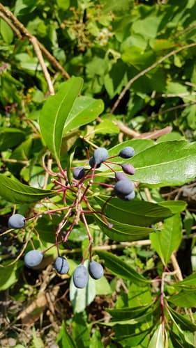 Fuchsia arborescens