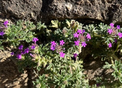 Glandularia bipinnatifida