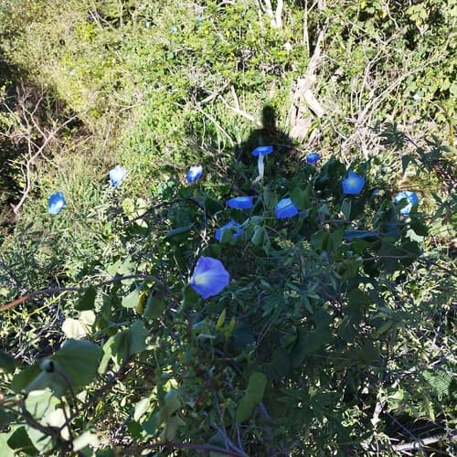 Ipomoea tricolor