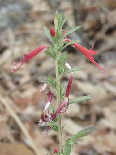 Loeselia mexicana
