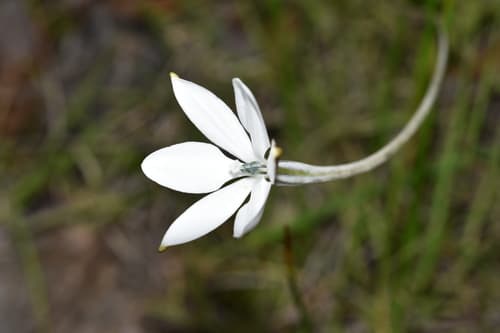 Milla biflora