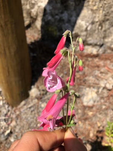 Penstemon hartwegii