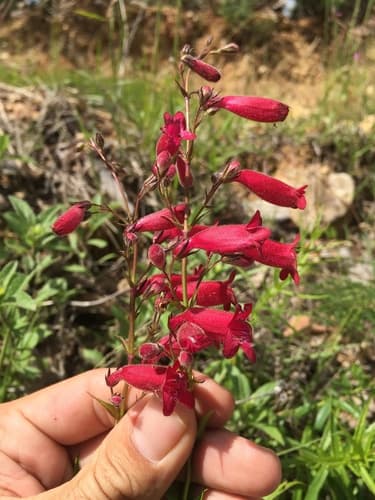 Penstemon roseus