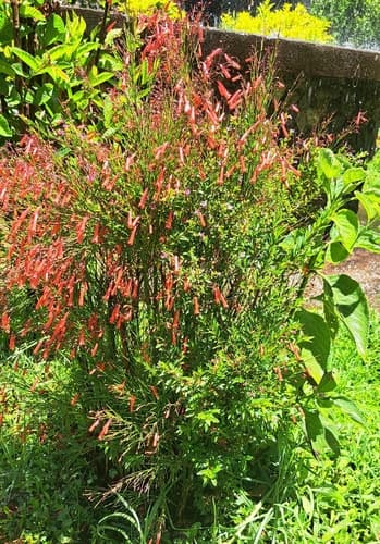 Russelia equisetiformis