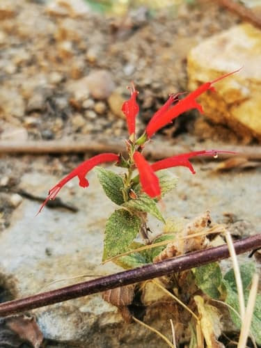 Salvia cinnabarina
