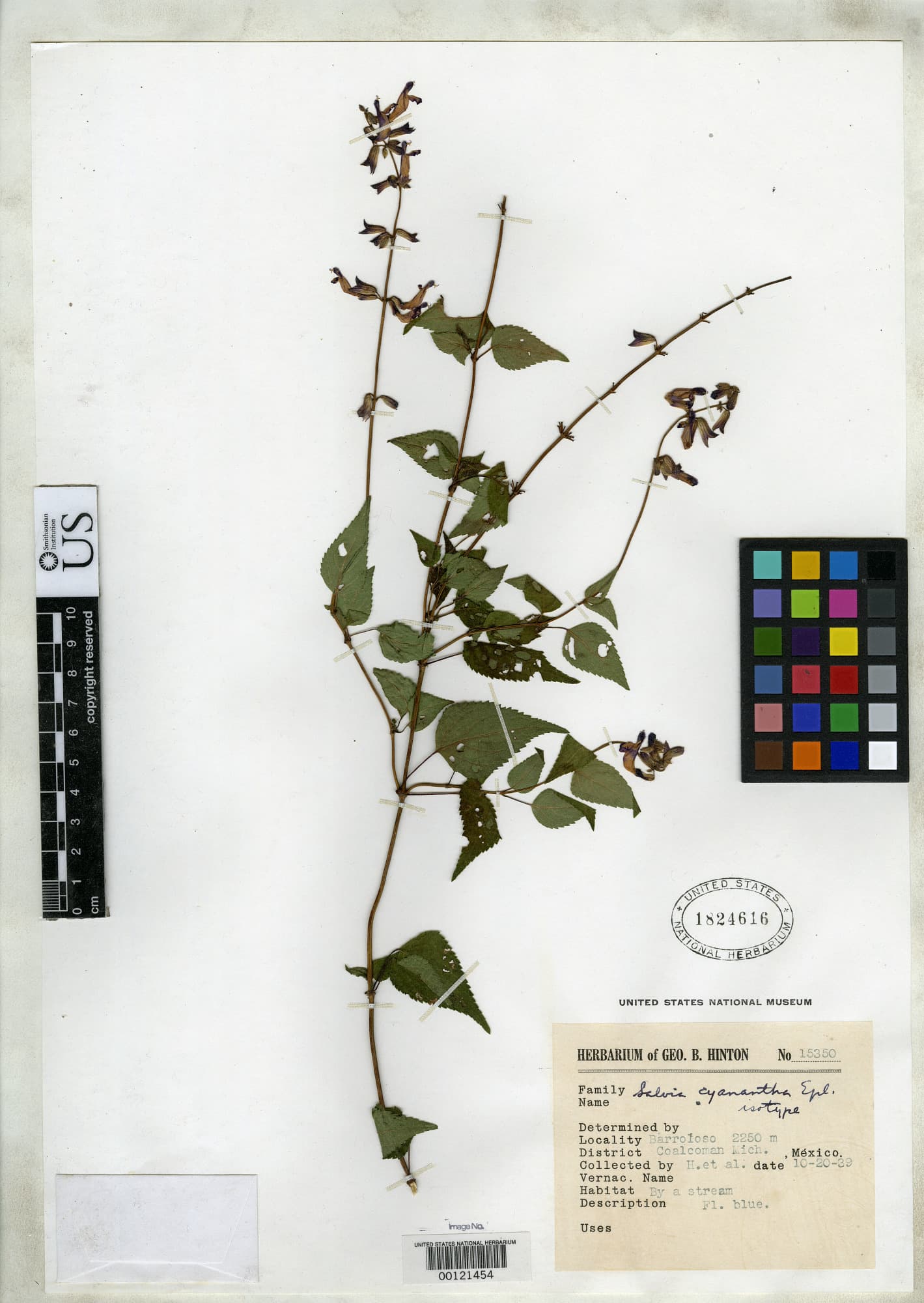 Salvia cyanantha