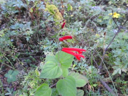 Salvia elegans