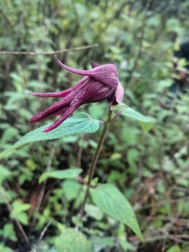 Salvia fulgens