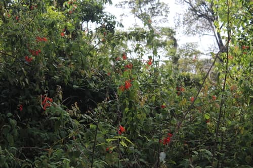 Salvia gesneriflora