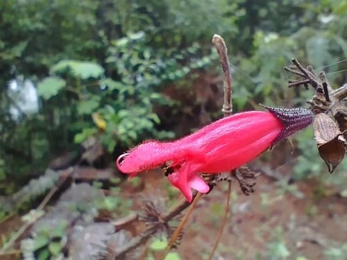 Salvia karwinskii