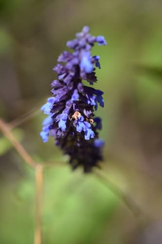Salvia lavanduloides