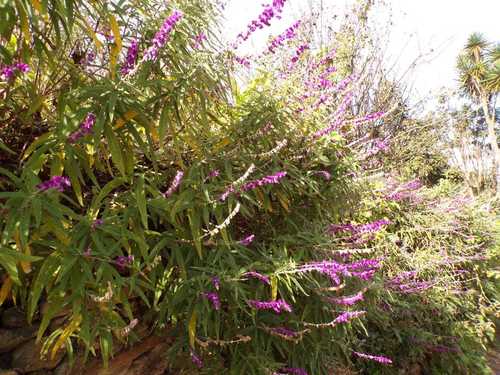Salvia leucantha