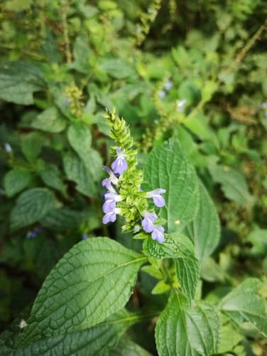 Salvia longispicata