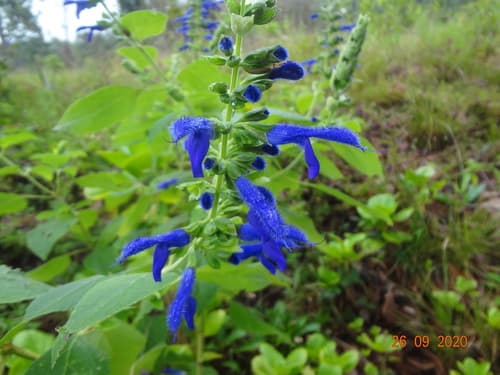 Salvia mexicana