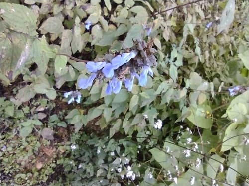 Salvia mocinoi