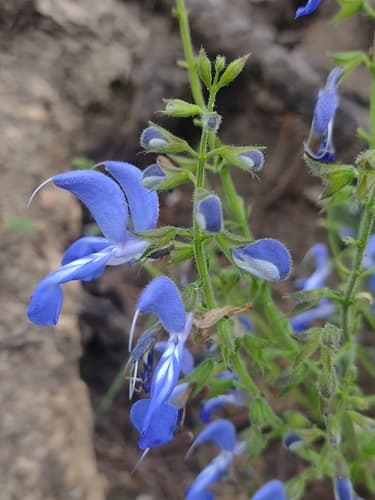 Salvia patens