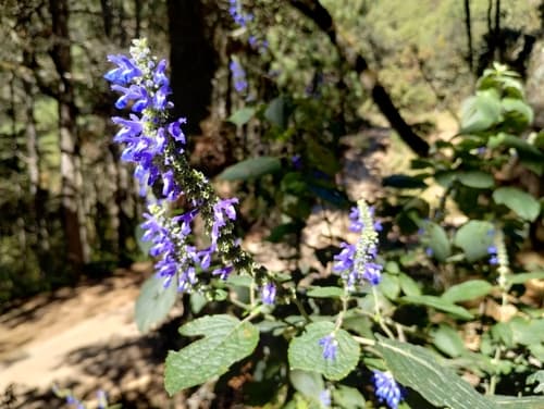 Salvia polystachya