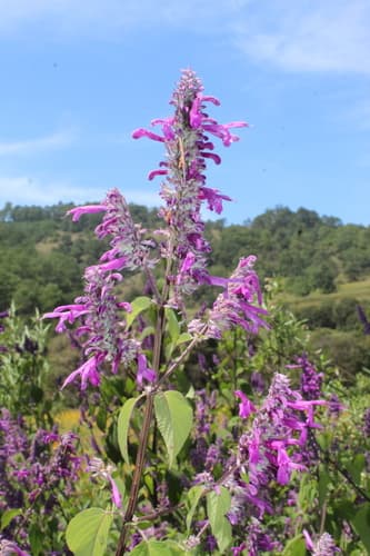 Salvia purpurea