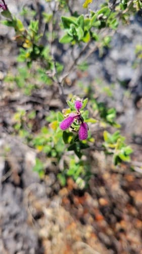 Salvia semiatrata