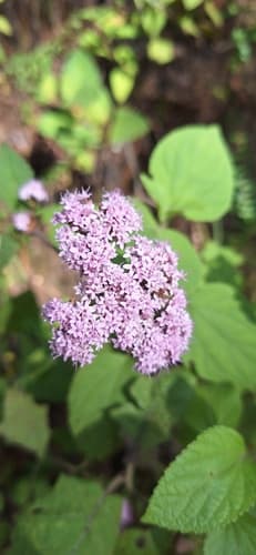Stevia monardifolia