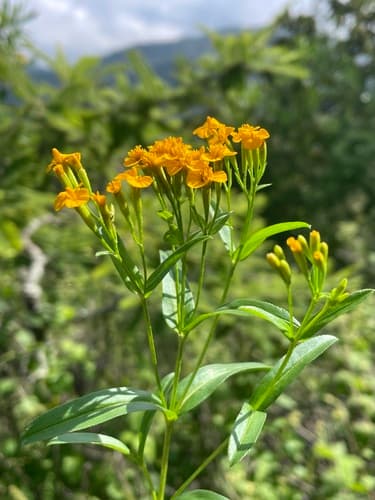 Tagetes lucida