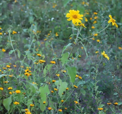 Tithonia tubaeformis