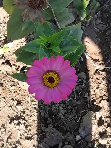 Zinnia elegans